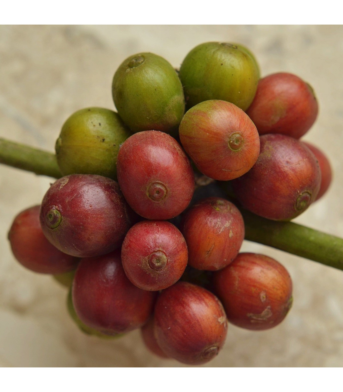 Kávovník hawajský - Konna - Coffea konna - semiačka - 5 ks