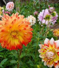 Georgína Premenlivá Unwin Zmes Farieb - Dahlia Variabilis - Predaj Semien - 65 ks