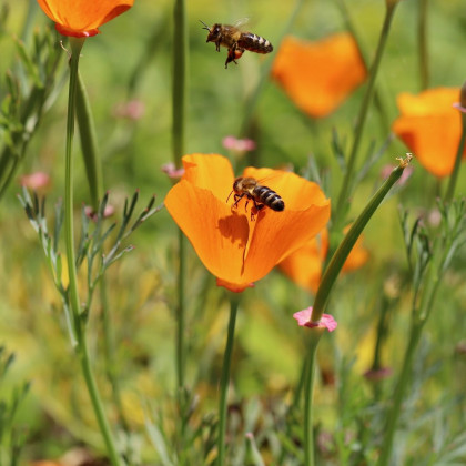 Medonosné kvety pre včely - semiačka - 10 g