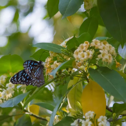 Ampak jaseňolistý - Evodia fraxinifolia - predaj semien - 7 ks