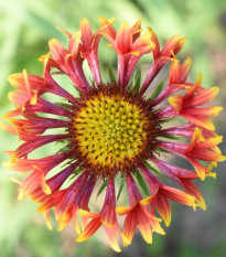 Kokarda jednoduchá Lorenziana zmes - Gaillardia pulchella - semiačka - 0,3 g