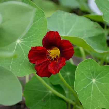 Kapucínka červenočierna Black Velvet - Tropaeolum minus - predaj semien - 15 ks