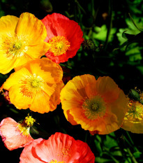 Mak alpský zmes - Papaver alpinum - semiačka - 0,01 g