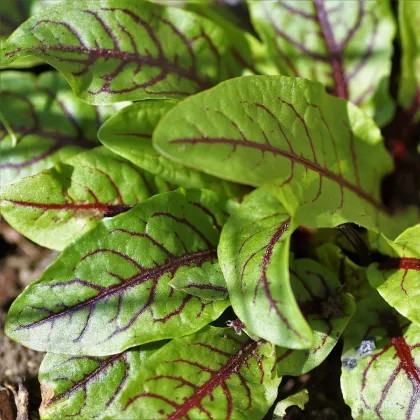 Štiav krvavý - Rumex sanguineus - semená štiavu - semiačka - 20 ks