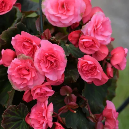 Begónia ružová - Begonia pendula maxima - predaj cibuľovín - 2 ks