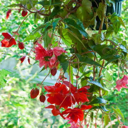 Begónia Cascade červená - previslé begónie - Begonia Cascade - cibule begónie - 2 ks