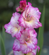 Gladiola My Love - Gladiolus - predaj cibuľovín - 3 ks