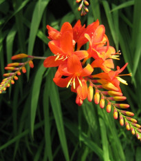 Montbrécia Masonorum - Crocosmia - predaj cibuľovín - 4 ks