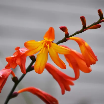 Montbrécia Meteor - Crocosmia - predaj cibuľovín - 4 ks