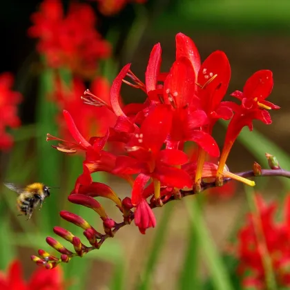 Montbrécia Červený kráľ - Crocosmia - predaj cibuľovín - 4 ks