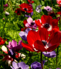 Sasanka St. Birgit zmes farieb - Anemone - predaj cibuľovín - 3 ks