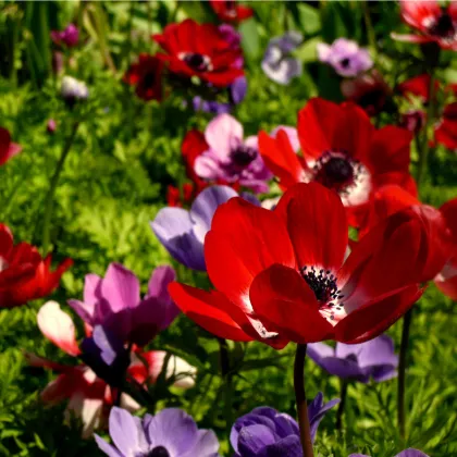 Sasanka St. Birgit zmes farieb - Anemone - predaj cibuľovín - 3 ks