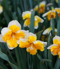 Narcis Orangery - Narcissus L. - predaj cibuľovín - 3 ks