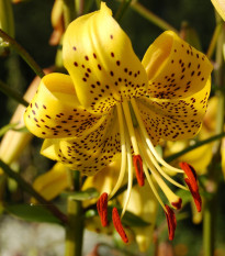 Ľalia zlatohlavá žltá Lilium martagon Guinea Gold - Lilium - predaj cibuľovín - 1 ks