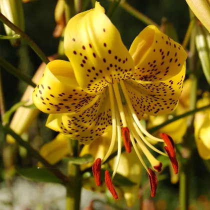 Ľalia zlatohlavá žltá Lilium martagon Guinea Gold - Lilium - predaj cibuľovín - 1 ks