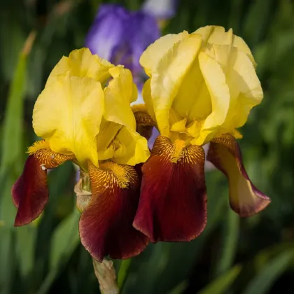 Kosatec nemecký Accent - Iris germanica - predaj hľúz - 1 ks