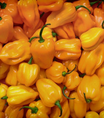 Chilli Trinidad Scorpion Moruga žlté - Capsicum chinense - predaj semien - 5 ks