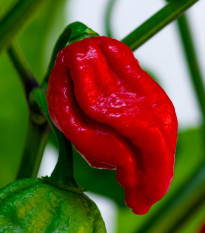 Chilli Naga Viper - Capsicum chinense - predaj semien - 6 ks