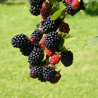 Ostružina beztŕňová čierna - černica - Rubus - voľnokorenné sadeničky černíc - 1 ks