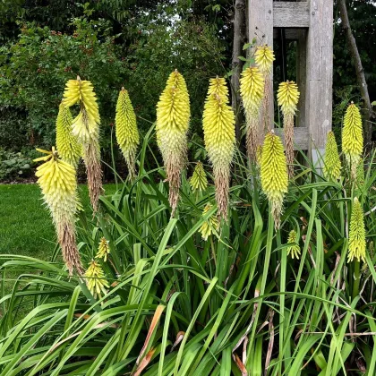 Fakľovka biela - Kniphofia - Kleopatrina ihla - voľnokorenné sadeničky kniphofie - 1 ks