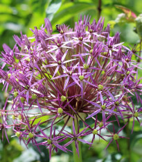 Cesnak Christophii - Allium Christophii - predaj cibuľovín - 2 ks