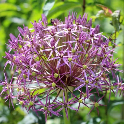 Cesnak Christophii - Allium Christophii - predaj cibuľovín - 2 ks