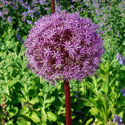 Cesnak obrovský Giganteum - Allium Giganteum - predaj cibuľovín - 1 ks