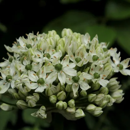 Cesnak okrasný čierny - Allium nigrum - predaj cibuľovín - 2 ks