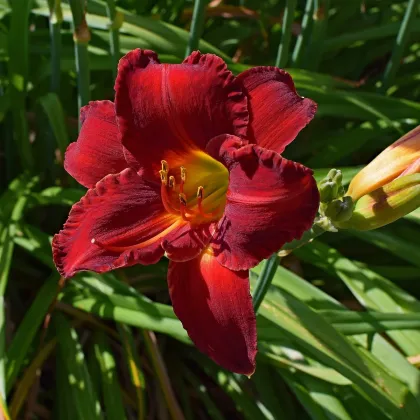 Ľaliovka Red Magic - Hemerocallis - predaj cibuľovín - 1 ks