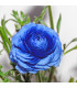 Iskerník modrý - Ranunculus Asiaticus - predaj cibuľovín - 3 ks
