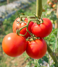 Paradajka kríčková Karkulka - Solanum lycopersicum - Semená rajčiaka - 20 ks