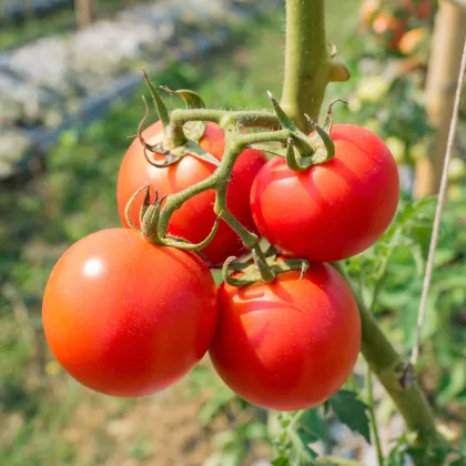 Paradajka kríčková Karkulka - Solanum lycopersicum - Semená rajčiaka - 20 ks