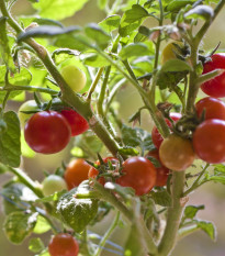 Paradajka Obrie hrozno - Reisentraube - Solanum lycopersicum - Semená rajčiaka - 7 ks