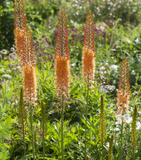 Fakľa úzkolistá Pinokkio - Eremurus - predaj cibuľovín - 1 ks