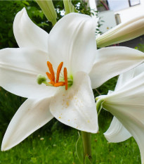 Ľalia Canova - Lilium - predaj cibuľovín - 1 ks