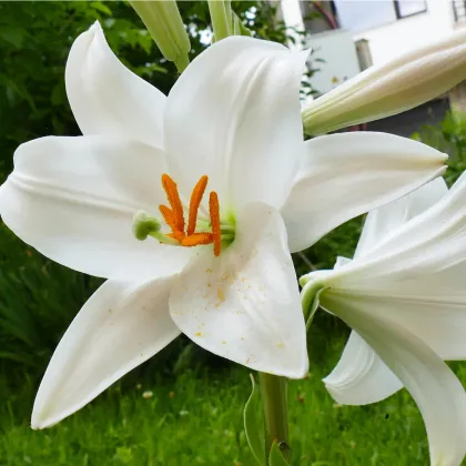 Ľalia Canova - Lilium - predaj cibuľovín - 1 ks