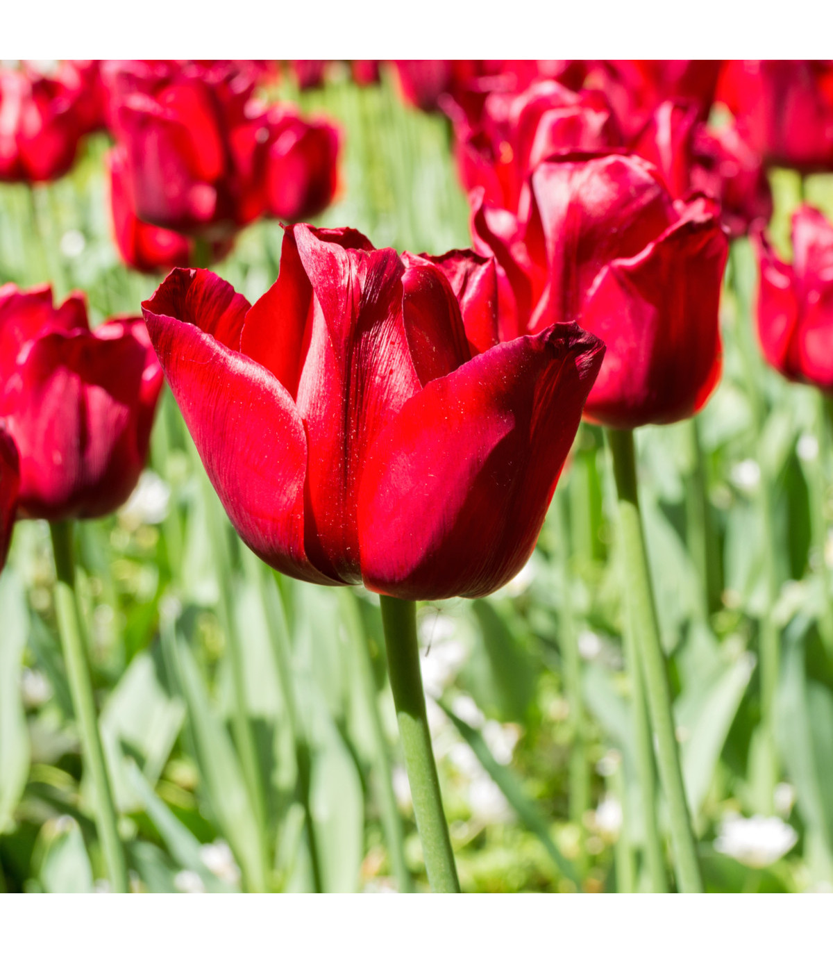 Tulipán Ile De France - Tulipa - predaj cibuľovín - 3 ks