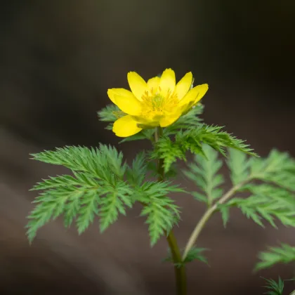 Tavolín - Eranthis cilicica - predaj cibuľovín - 3 ks