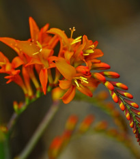 Montbrécia mix farieb - Crocosmia - predaj cibuľovín - 12 ks