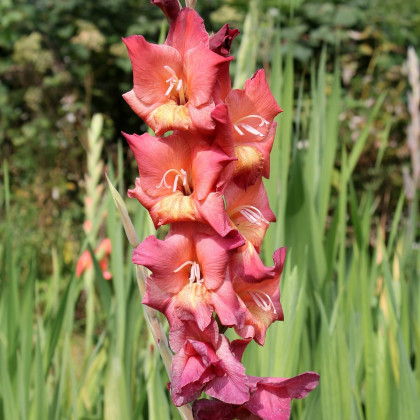 Gladiola Indian Summer - Gladiolus - predaj cibuľovín - 3 ks