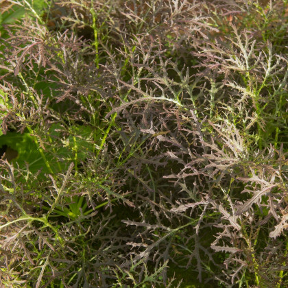 Rukola Agano - Eruca selvatica - Brassica juncea - 150 ks