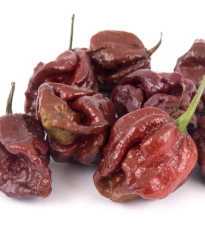 Chilli Trinidad Scorpion Moruga Caramel - Capsicum chinense - predaj semien - 5 ks