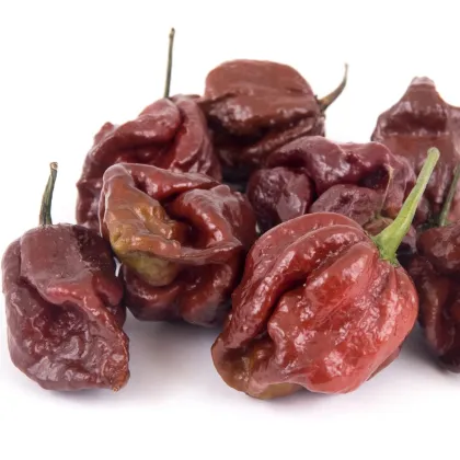 Chilli Trinidad Scorpion Moruga Caramel - Capsicum chinense - predaj semien - 5 ks