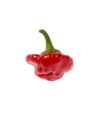 Chilli Jamaican Hot Red - Capsicum annuum - predaj semien - 6 ks