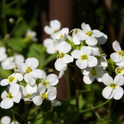 Arábka alpská - Arabis alpina - predaj semien - 200 ks