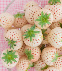 Jahoda Pineberry - Fragaria ananassa - voľnokorenné sadeničky jahôd - 2 ks