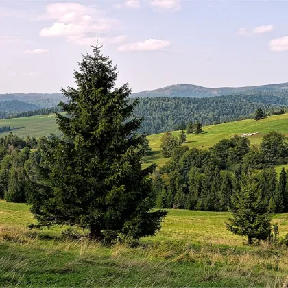 Smrek obyčajný - Picea abies -  predaj semien - 8 ks