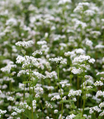 Pohánka siata - Polygonum fagopyrum - semiačka - 20 ks