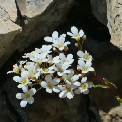 Lyžičník lekársky - Cochleria officinalis - semiačka - 20 ks