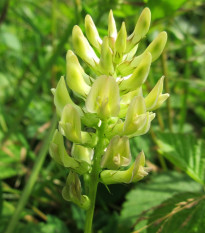 Kozinec sladkolistý - Astragalus glycyphyllos - semená - 20 ks